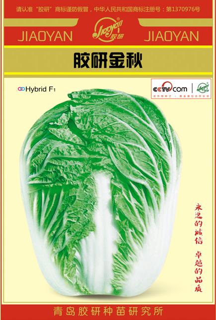 胶研金秋——秋播白菜